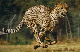 cheetah canter